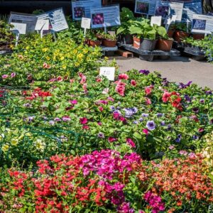 Kauplemispind aiandusalal (taimed ja istikud)